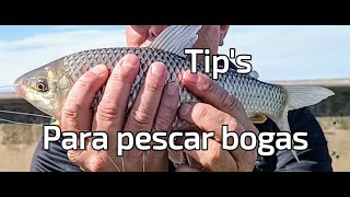 ASÍ ES LA PESCA DE BOGAS EN EL PARQUE DE LOS NIÑOS