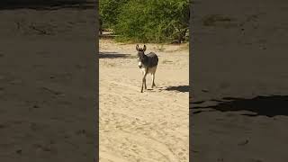 Female #Donkey Left Her Duaghter Went With Male #Donkey #DonKeyVillaGe  #ytshortsvideo