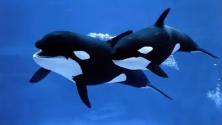 penampakan ikan PAUS ORCA free willy di pinggir pantai