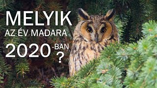 Melyik az ÉV MADARA 2020-ban? / Van1kis szabadidőd?