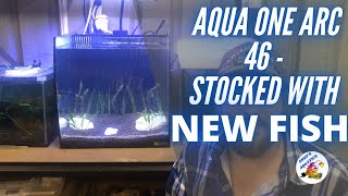 Aqua One Arc 46 - Stocked with new fish