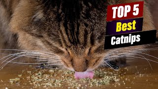 Catnip Craze: The Ultimate Guide to Feline Frenzy