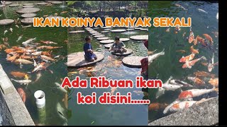 WAHHH IKAN KOI DISINI BANYAKK SEKALII......