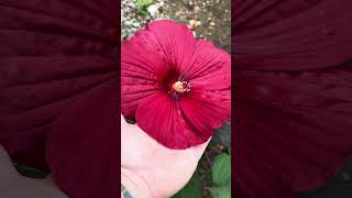 Holy grail hibiscus! #gardenplants #garden #nature #hibiscus #provenwinners