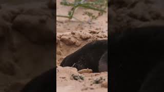 Mole's Secret Master Tunnel Digger#animals #wildanimals #animalsvideo #animalsfacts  #wildwildlife