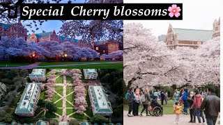 Cherry Blossoms||Telugu Vlogs from USA