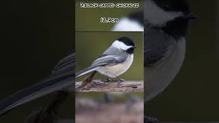 TOP 10 SMALLEST BIRDS IN THE WORLD