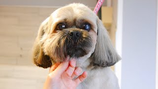 Head Grooming Senior Shih Tzu