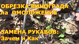 ОБРЕЗКА ВИНОГРАДА на ОМОЛОЖЕНИЕ. ЗАМЕНА РУКАВОВ. Почему и Как это делается