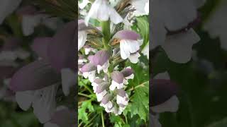 Flowering Now: Acanthus via TikTok