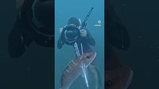 Primitive spearfishing! 🤟🤟 #shorts #youtube #primitive #spearfishing #hunting #fyp