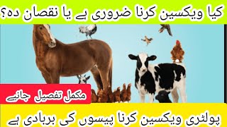 poultry vaccine schedule|| kia poultry farming me voccine lagana chahiye ya nahi|DR.M.Asif