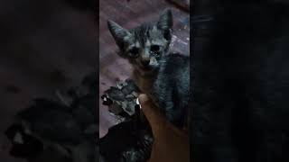 Umuulan ng dalawang araw at ganito na ang mga mata ni little cat at night