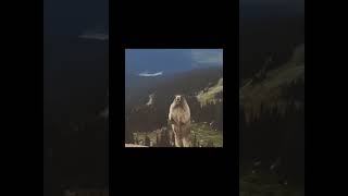 Marmotta che urla, Screaming marmot. Funny Animals. #LOL #SCREAMINMARMOT #MARMOT #FUN #ANIMALS #meme