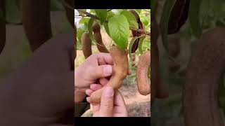 আল্লাহর নেয়ামত🥰🥰amazing fruits