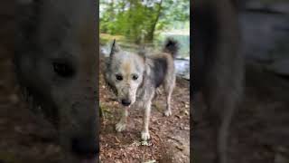 اینجا برعکس اسمش ارواح خبیثه نداره، اتفاقا دوستای خوبی میشین با هم 🤭#سفر #سگ #dog #adventure #peace