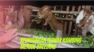 KEUNTUNGAN TERNAK KAMBING SECARA BREEDING KONVENSIONAL