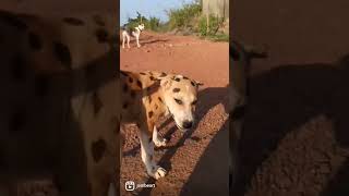 #puppy #puppylove #puppyleopard #leopard #animals #happy #happypuppy