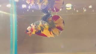 Betta giant maschio cod. G2