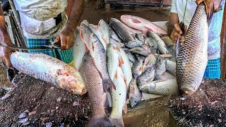 Never Seen!! Big Rohu Fish Cutting Skills Art of Fish Cutting in Village 25 Golden Carp Fish Market