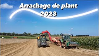 |Début des arrachages de pomme de terre dans les Hauts de France🥔🤩💨|