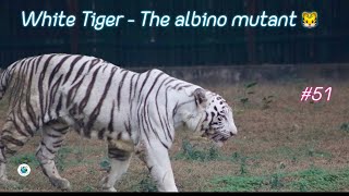 White Tiger - The enigmatic creature