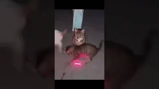 cat funny fun