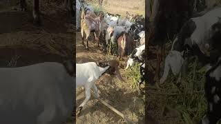 खस्सी बकरों का खजाना। #trending #sojatgoatfarm #goat #mewatibakra #sojatbakre #goatfarming