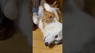 Can cats and dogs be FRIENDS?