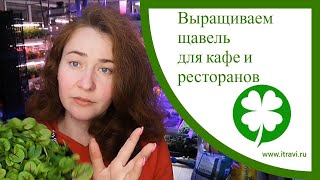 Выращиваем щавель для кафе и ресторанов