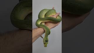 Sweety the Green Tree PYTHON is looking beautiful after a fresh shed.