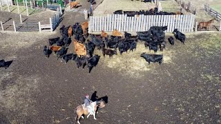 Real Life Cattle Ranching!