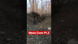 Mean Coon Pt.2 Release #trap #trapper #trapping #nature #outdoors #survival