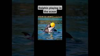 Fun with dolphin|#shorts #shortsfeed #shortsviral #shortsbeta #animals