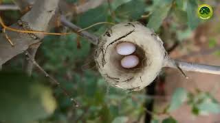 Most Beautiful Bird Nests in the World | True Nature |