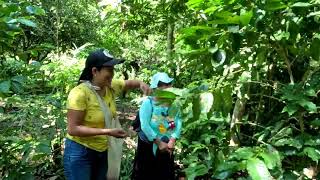 Cortando café en el cafetal de doña Mari. 💚