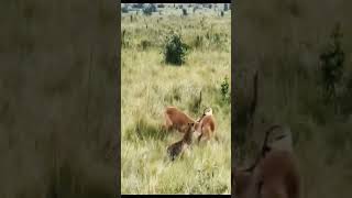 Leopard Trying To Attack On Two Fighting Impala#animals #wildlife #bestvideo #lion