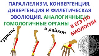 Параллелизм, конвергенция, дивергенция, филетическая эволюция. Аналогичные, гомологичные органы ЕГЭ