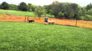 German shepherd dog learning to herd sheep