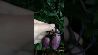 #farm #farmer #fypシ #reels #petani #farming #shortvideo #dieng #kentang #potato