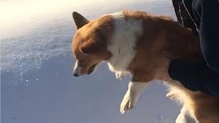 This dog looks like it's being thrown out of the plane, but it's all right