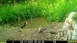 dove pair flicker 17Aug2023