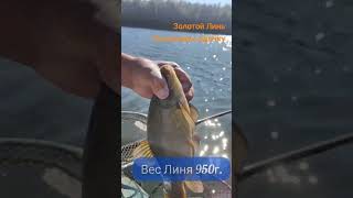 Маховая удочка. Рыбалка на Линя #рыбалка #влог #fish #fishing #fishingvideo #линь #удочка