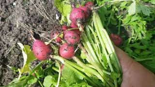 cueillir les radis de notre jardin