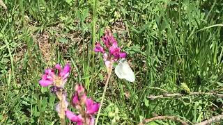 シナピスヒメシロチョウLeptidea sinapis (Wood White) 2024/06/30 Ceillac France