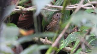 Streaked Wren Babbler