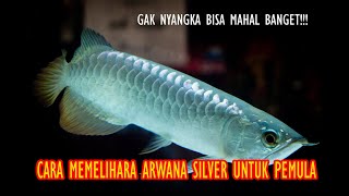 Cara Memelihara Ikan Arwana Silver untuk Pemula