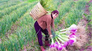 Harvest Elephant Garlic Go to the market sell - Best Garlic Flavor - Garlic Potato Rings