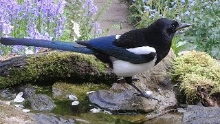 Magpie   Pica pica