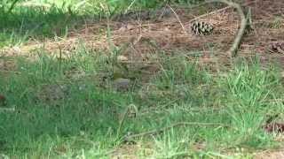 Firecrest, Lynford Arboretum, Norfolk (HD)